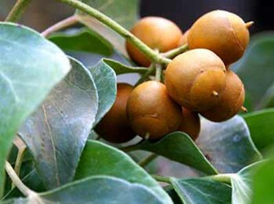 Hedera helix var. poetarum Arborescens
