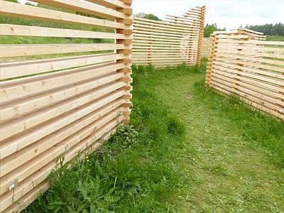 Efeu im Schlosspark Dennenlohe