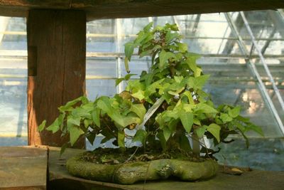 Bonsai H. helix 'Sylvanian'