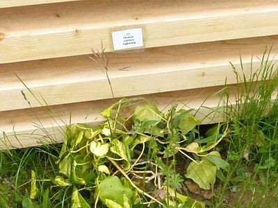 Efeu im Schlosspark Dennenlohe