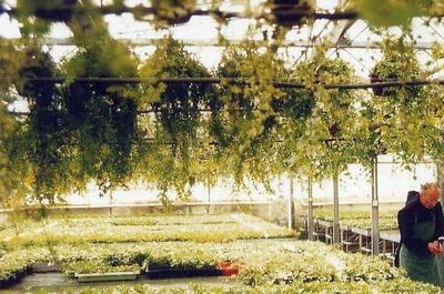 Gärtnerei Abtei Neuburg