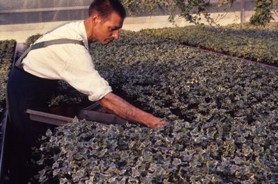 Ingobert Heieck AIS 2009 Gärtnerei Abtei Neuburg