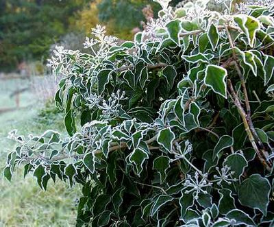 H. helix 'Kékcsillag'