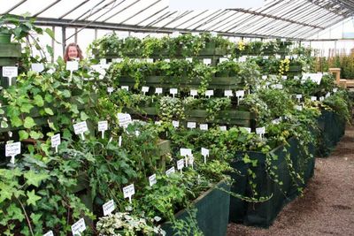 Bilder der englischen Efeu-Nationalsammlung bei Fibrex